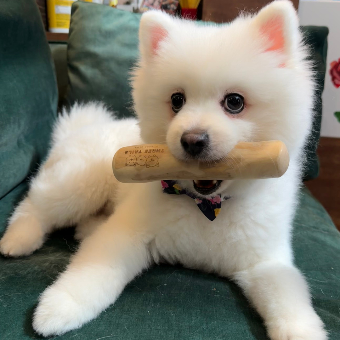Coffee Wood Chew | Dog Chew | Dental Chew